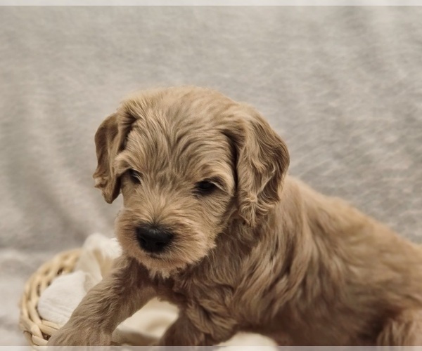 Medium Photo #12 Goldendoodle (Miniature) Puppy For Sale in EAGLE MOUNTAIN, UT, USA