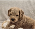 Small Photo #12 Goldendoodle (Miniature) Puppy For Sale in EAGLE MOUNTAIN, UT, USA