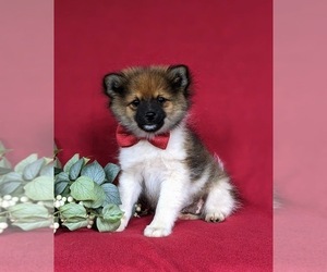 Pomeranian Puppy for sale in CHRISTIANA, PA, USA