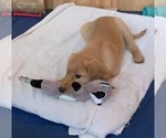 Small Photo #1 Golden Retriever Puppy For Sale in SEATTLE, WA, USA