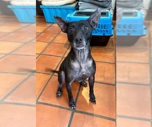 Medium Photo #5 Labrador Retriever-Unknown Mix Puppy For Sale in San Diego, CA, USA