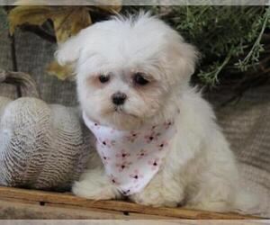 Maltese Puppy for sale in ORO VALLEY, AZ, USA