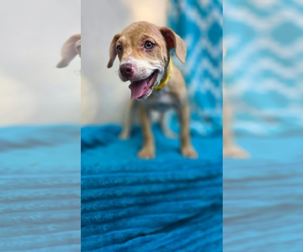 Medium Photo #4 Chihuahua-Unknown Mix Puppy For Sale in Oakhurst, NJ, USA