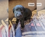 Small Photo #2 Labrador Retriever Puppy For Sale in WOODRUFF, SC, USA