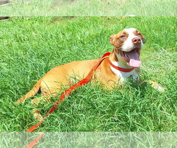 Medium Photo #2 Mutt Puppy For Sale in Wetumpka, AL, USA