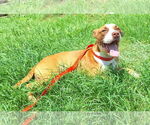 Small #1 Mutt