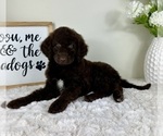 Small #4 Labradoodle