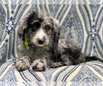 Small Photo #5 Old English Sheepdog-Poodle (Miniature) Mix Puppy For Sale in LAKELAND, FL, USA