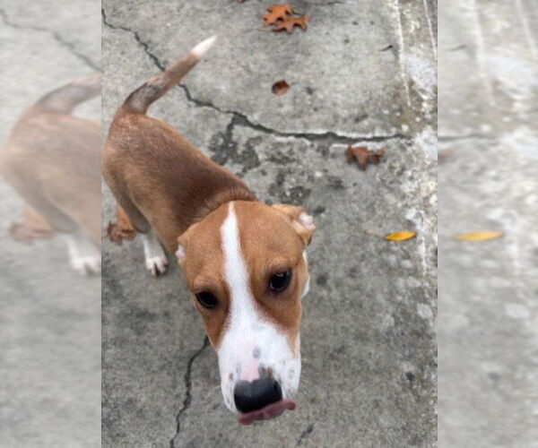 Medium Photo #2 Mutt Puppy For Sale in Elmsford, NY, USA