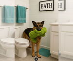 Small German Shepherd Dog