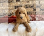 Small Photo #2 Poodle (Standard) Puppy For Sale in ABILENE, TX, USA