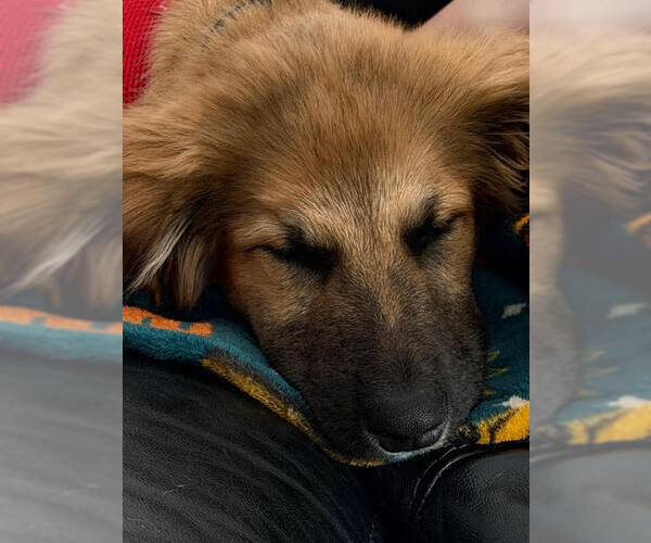 Medium Photo #2 Anatolian Shepherd-Unknown Mix Puppy For Sale in St. Louis Park, MN, USA