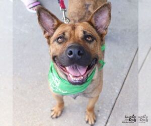 Mutt Dogs for adoption in Washington, DC, USA