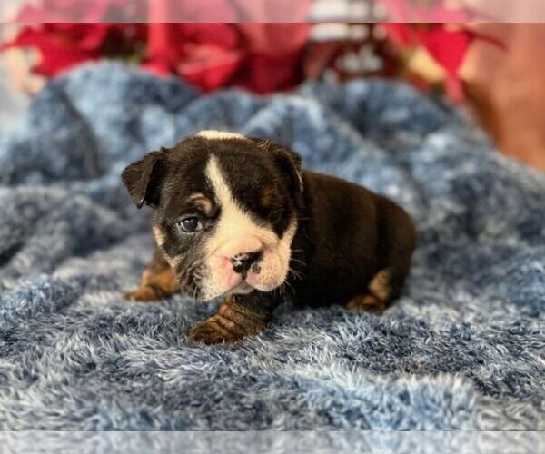Medium Photo #2 English Bulldog Puppy For Sale in OOLOGAH, OK, USA