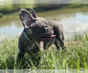 French Bulldog Puppy for sale in BROOKLYN, NY, USA