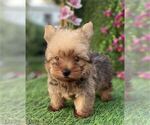 Small #16 Yorkshire Terrier