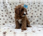Bailey - Female Cavapoo (Miniature) Puppy for Sale - Photo #2