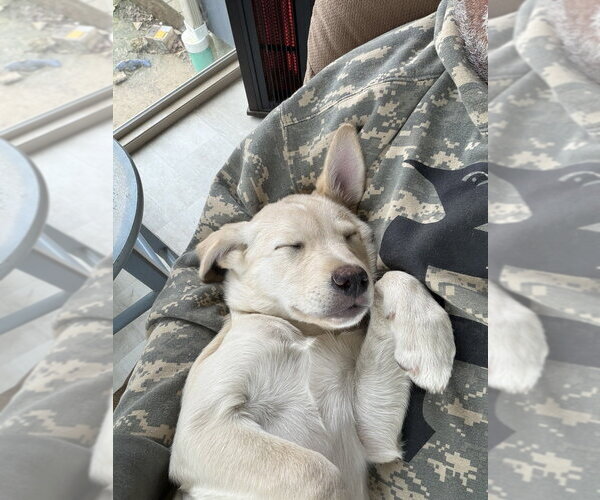 Medium Photo #4 Labsky Puppy For Sale in Springdale, PA, USA
