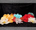 Puppy Zax Chihuahua