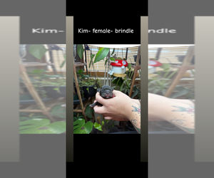 Medium French Bulldog