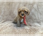 Small #6 Cavapoo (Miniature)