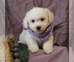 Bichon Frise Puppy for sale in ORO VALLEY, AZ, USA