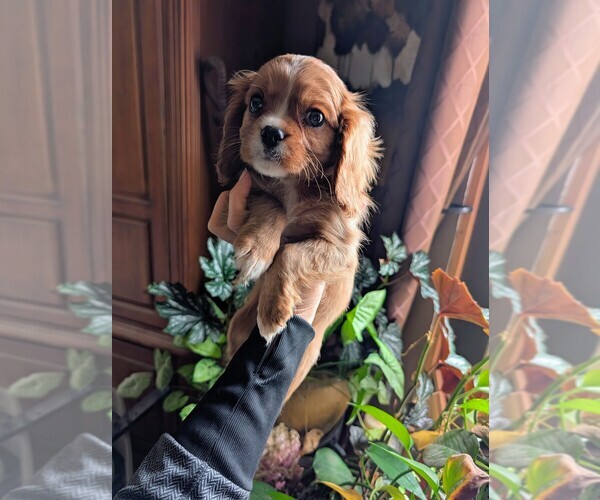 Medium Photo #1 Cavalier King Charles Spaniel Puppy For Sale in CENTURIA, WI, USA