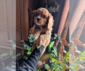 Cavalier King Charles Spaniel Puppy for sale in CENTURIA, WI, USA