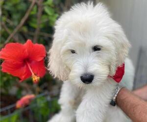 Goldendoodle Puppy for sale in OCEANSIDE, CA, USA