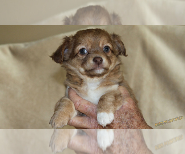 Medium Photo #2 Chihuahua Puppy For Sale in HUDSONVILLE, MI, USA