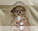 Small Photo #15 Chihuahua Puppy For Sale in HUDSONVILLE, MI, USA