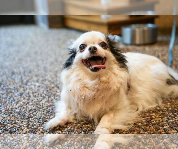 Medium Photo #2 Chihuahua Puppy For Sale in St. Louis Park, MN, USA