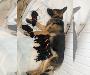 Shepweiller Puppy for sale in SCRANTON, PA, USA