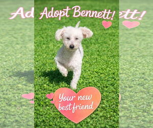 Poodle (Miniature) Dogs for adoption in Rosenberg, TX, USA