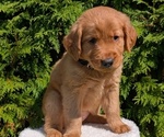 Small #5 Golden Retriever