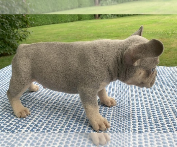 Medium Photo #4 French Bulldog Puppy For Sale in BREMEN, IN, USA