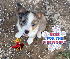 Medium Miniature Australian Shepherd