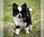 Small Photo #11 Chihuahua Puppy For Sale in AIKEN, SC, USA