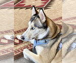Small #10 Siberian Husky Mix