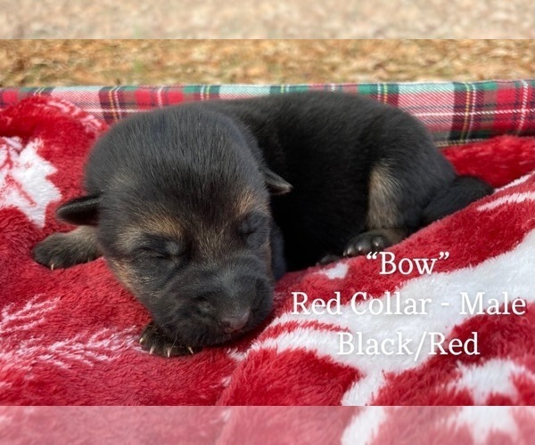 Medium Photo #1 German Shepherd Dog Puppy For Sale in MIDDLESEX, NC, USA