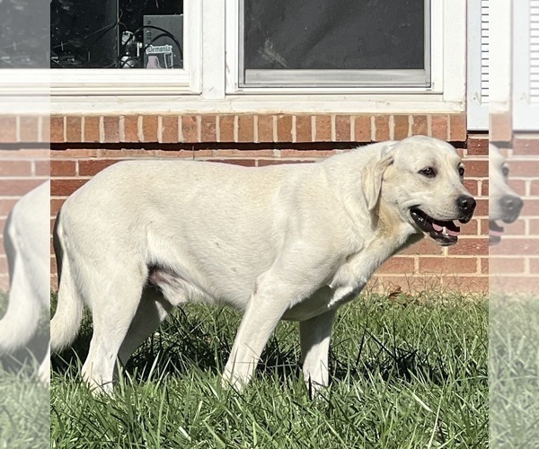 Medium Photo #1 Labrador Retriever Puppy For Sale in NEOLA, WV, USA