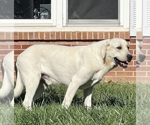 Father of the Labrador Retriever puppies born on 03/22/2026