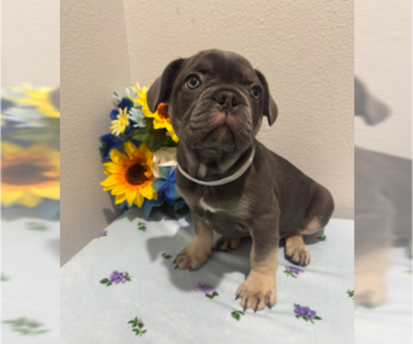 Medium Photo #16 French Bulldog Puppy For Sale in VALRICO, FL, USA
