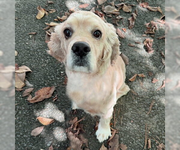 Medium Photo #8 Cocker Spaniel Puppy For Sale in Arlington, VA, USA