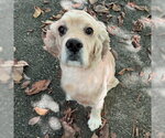 Small #7 Cocker Spaniel