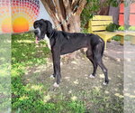 Small Great Dane