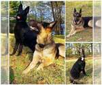 Small Photo #2 German Shepherd Dog Puppy For Sale in VALLEY, AL, USA