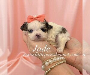 Mal-Shi Puppy for sale in WINNSBORO, LA, USA