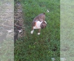 Small Photo #11 Boxer Puppy For Sale in METROPOLIS, IL, USA