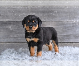 Rottweiler Puppy for sale in MILLERSBURG, OH, USA